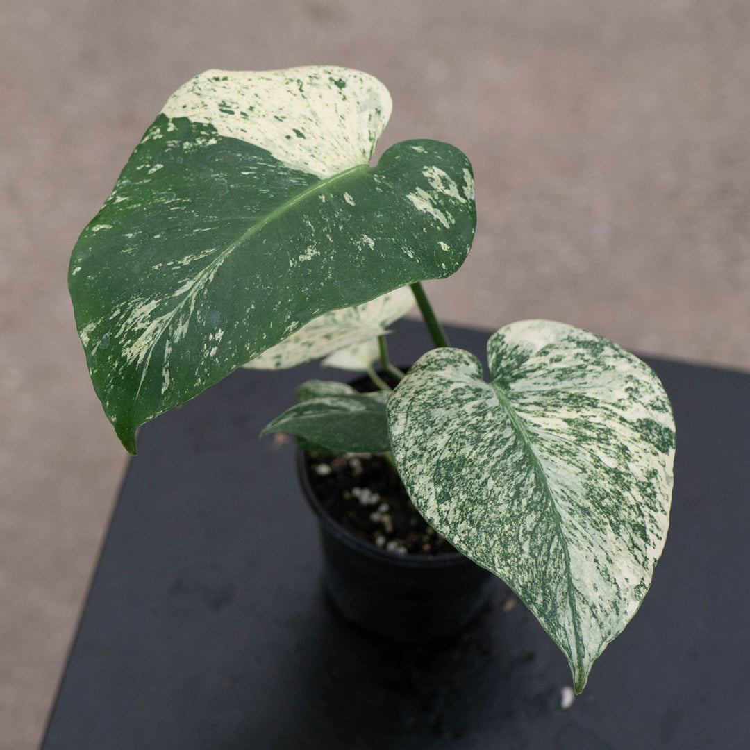 Gabriella Plants Monstera 4" Monstera &