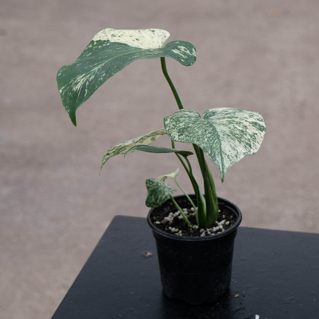 Gabriella Plants Monstera 4" Monstera 'Mint'