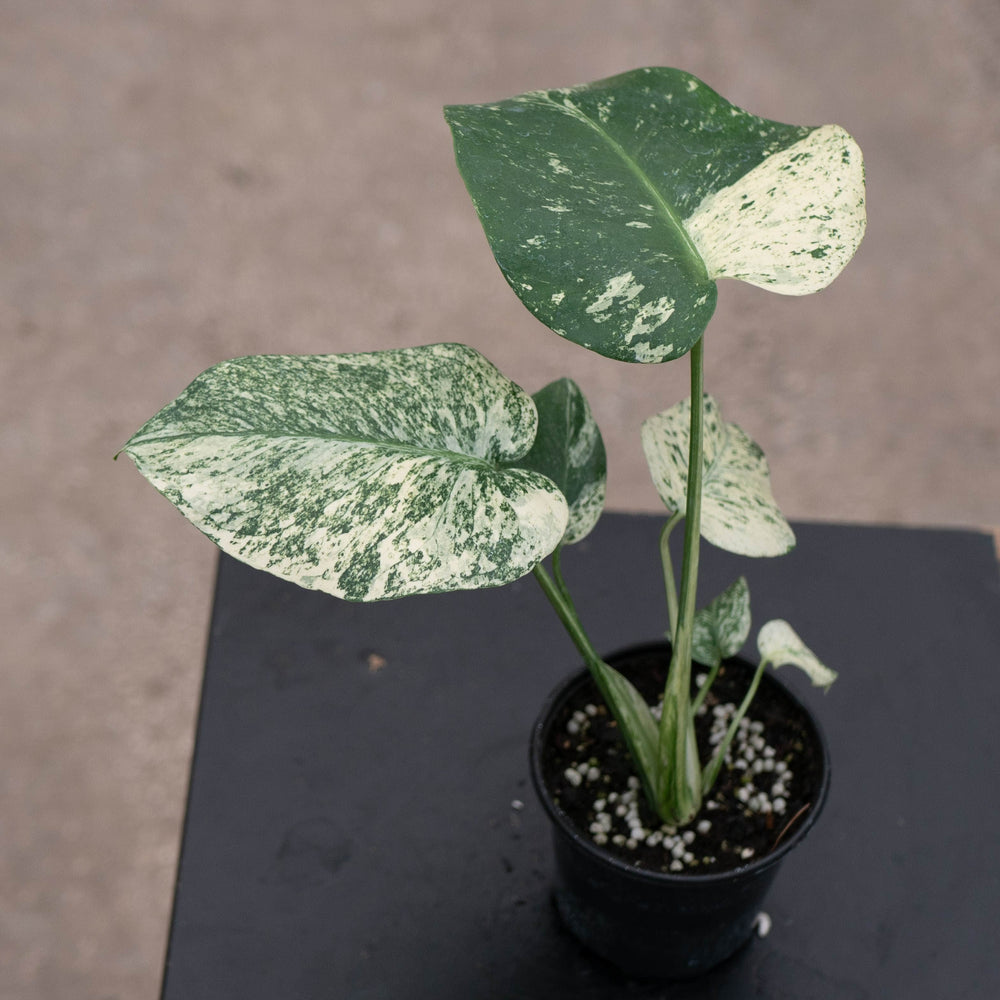 Gabriella Plants Monstera 4" Monstera 'Mint'