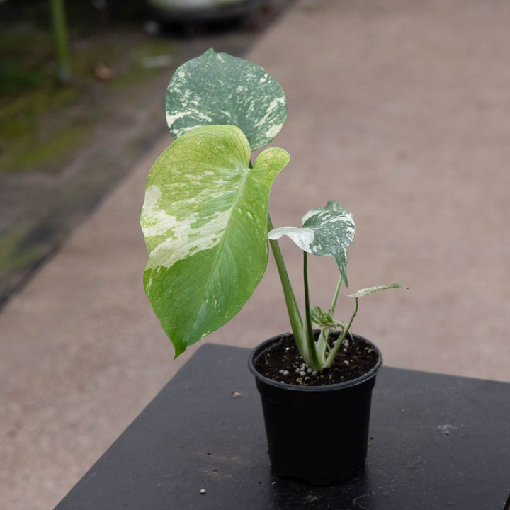 Gabriella Plants Monstera 4" Monstera &