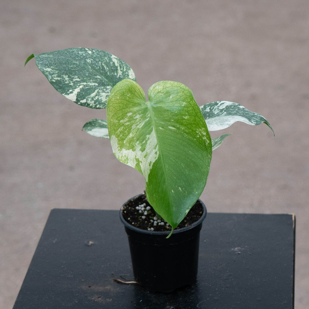 Gabriella Plants Monstera 4" Monstera &