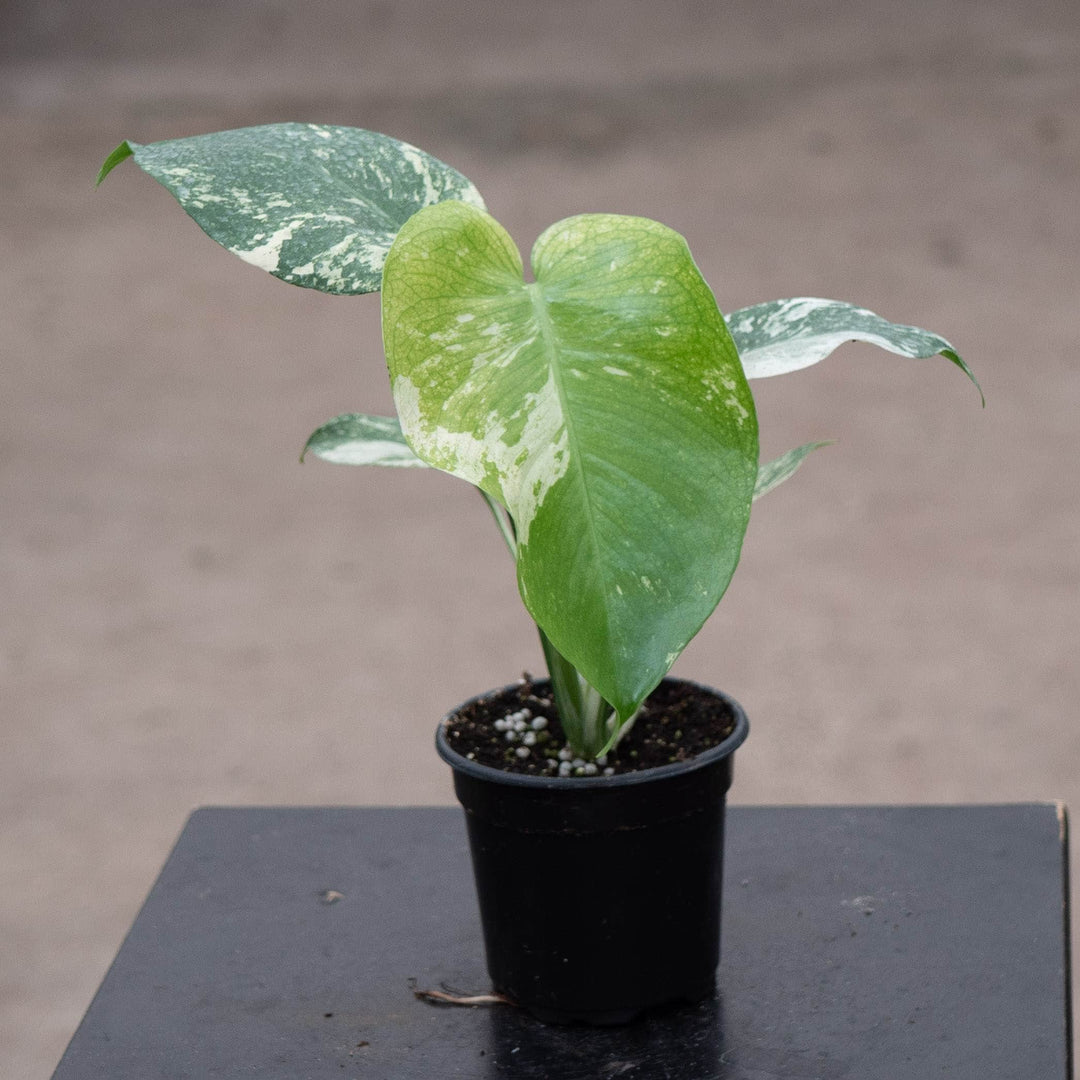 Gabriella Plants Monstera 4" Monstera &