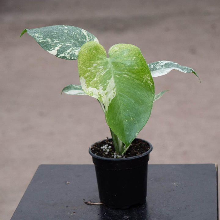 Gabriella Plants Monstera 4" Monstera &