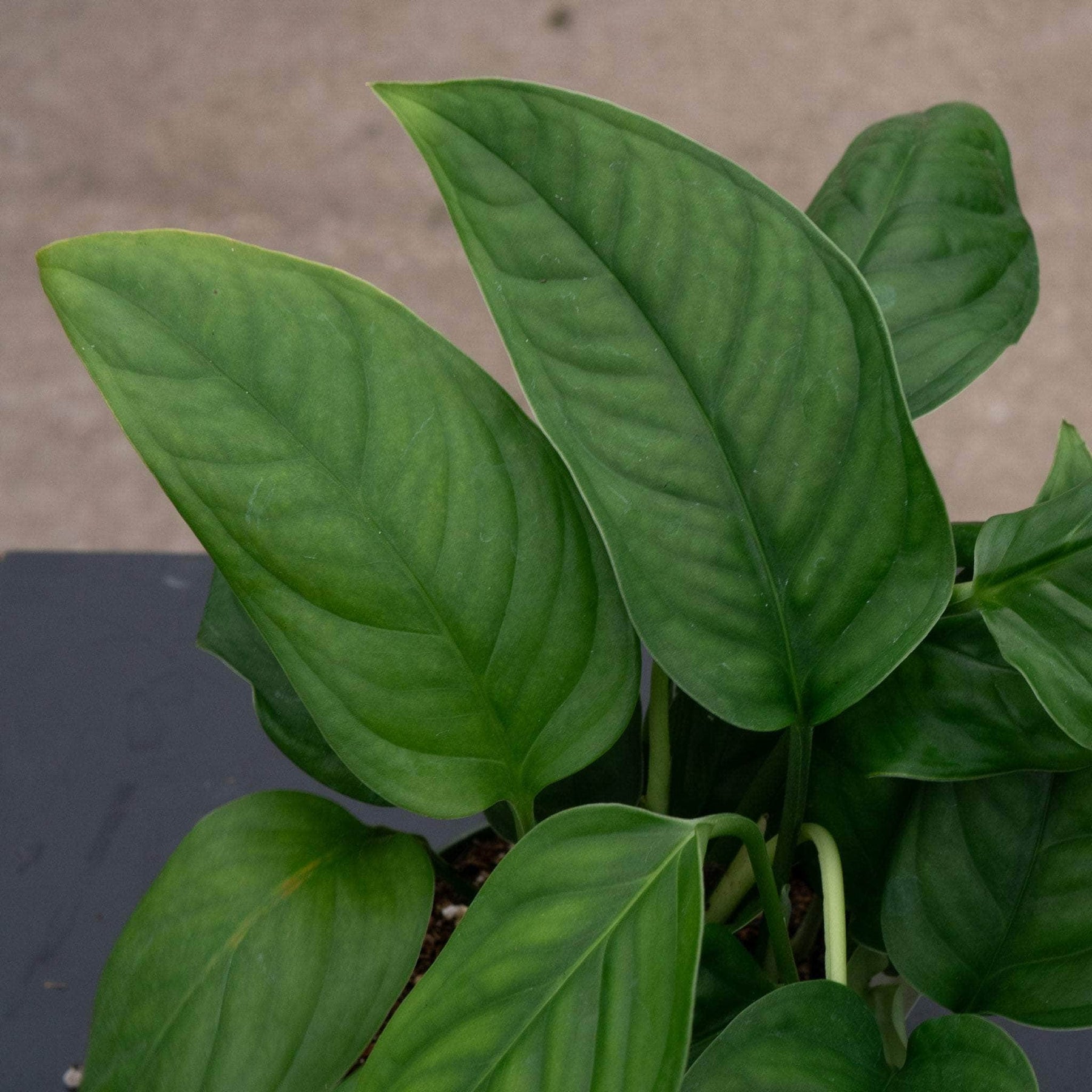philodendron monstera obliqua Monstera obliqua cf. Pangui