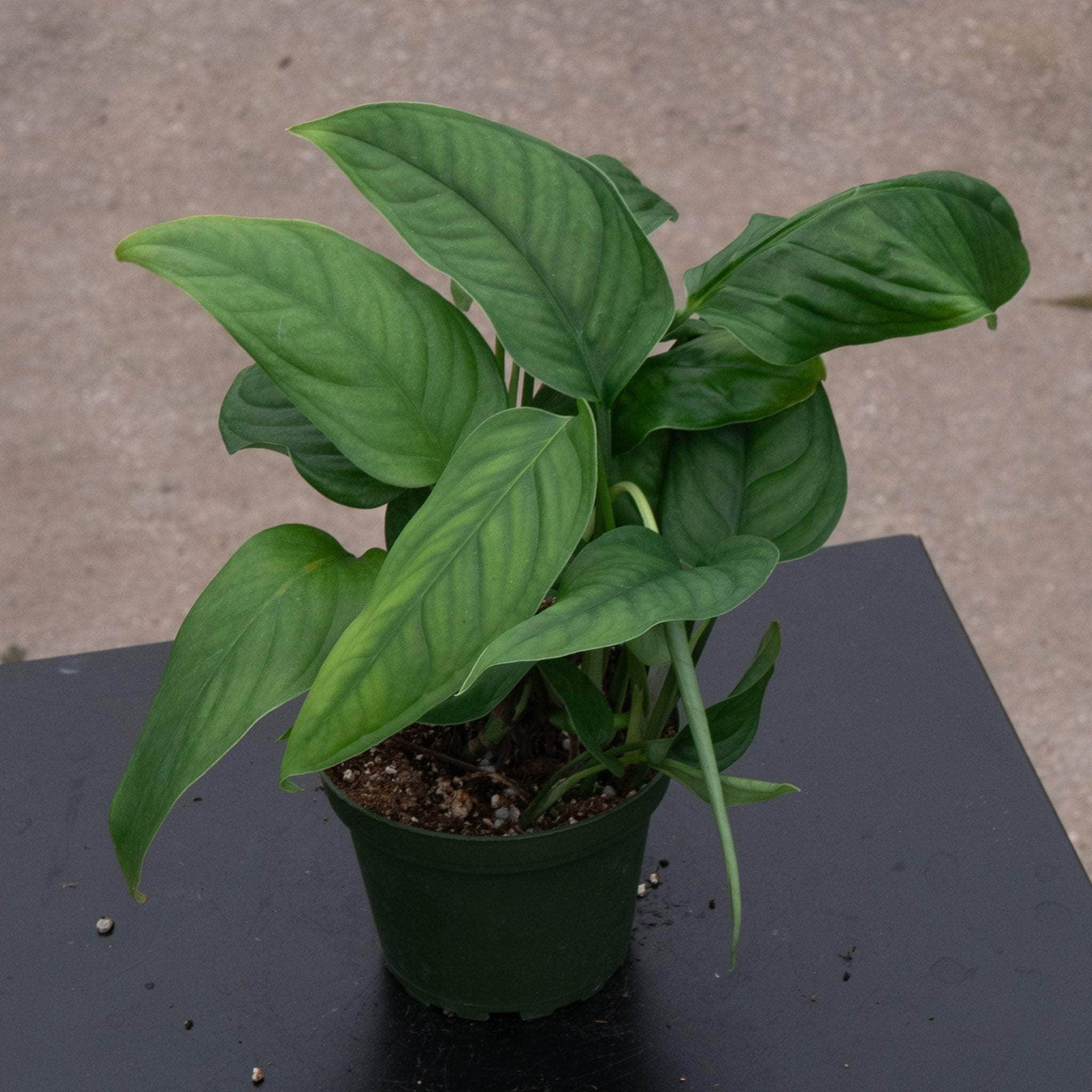 Monstera obliqua cf. Pangui - Gabriella Plants