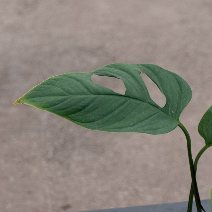 Gabriella Plants Monstera Monstera obliqua cf. Pangui