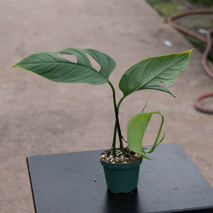 Gabriella Plants Monstera 3" Monstera obliqua cf. Pangui