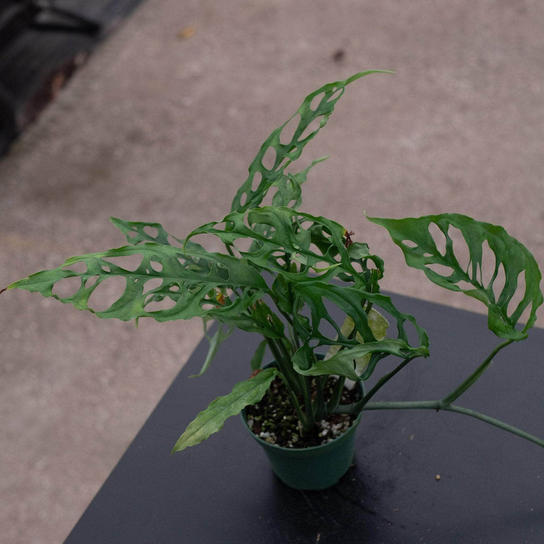 peruvian monstera Monstera obliqua Peru