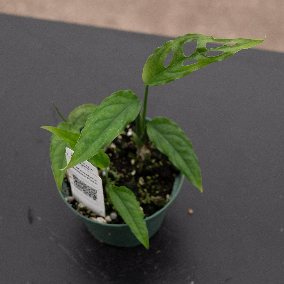 monstera baby plant Monstera obliqua Peru