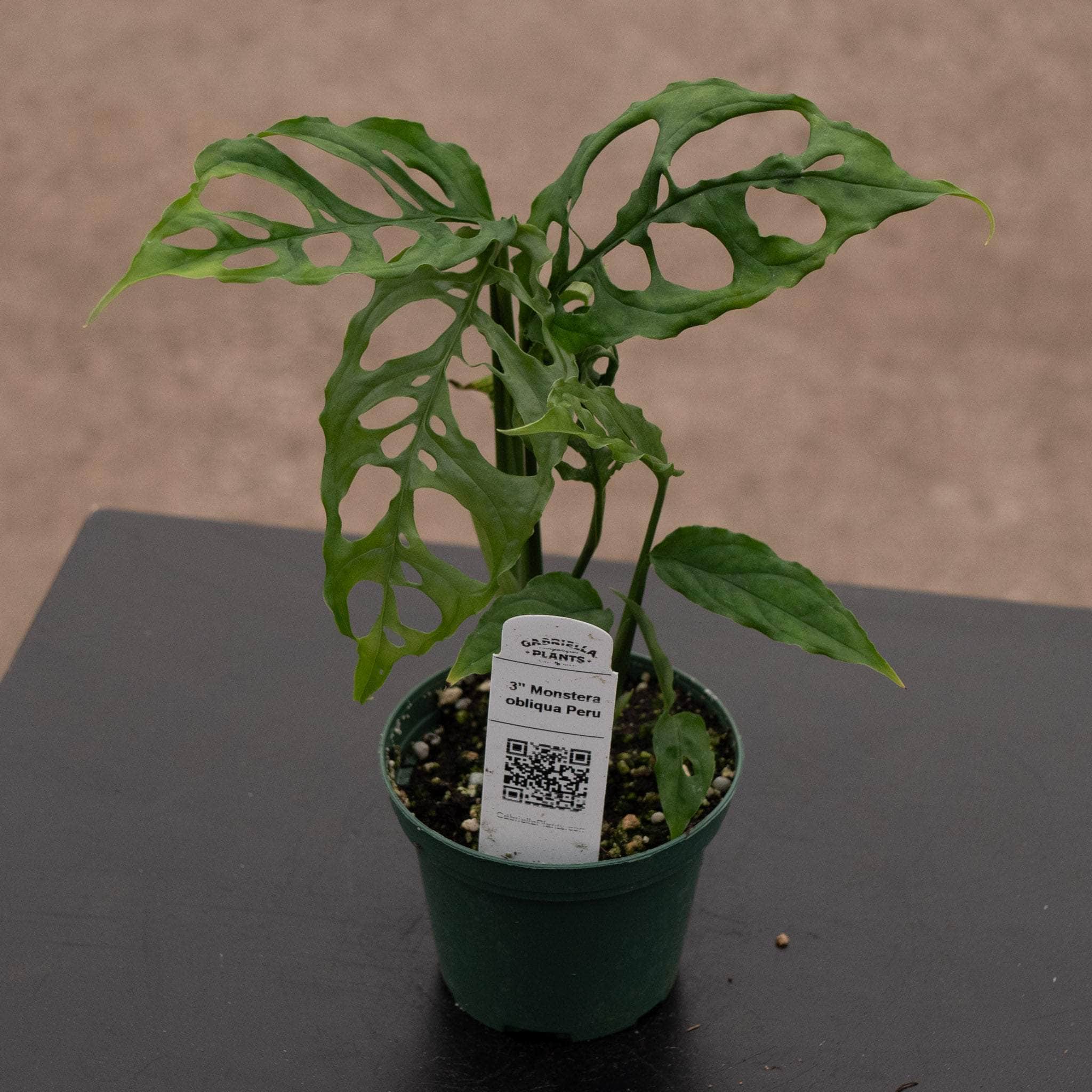 Monstera obliqua Peru
