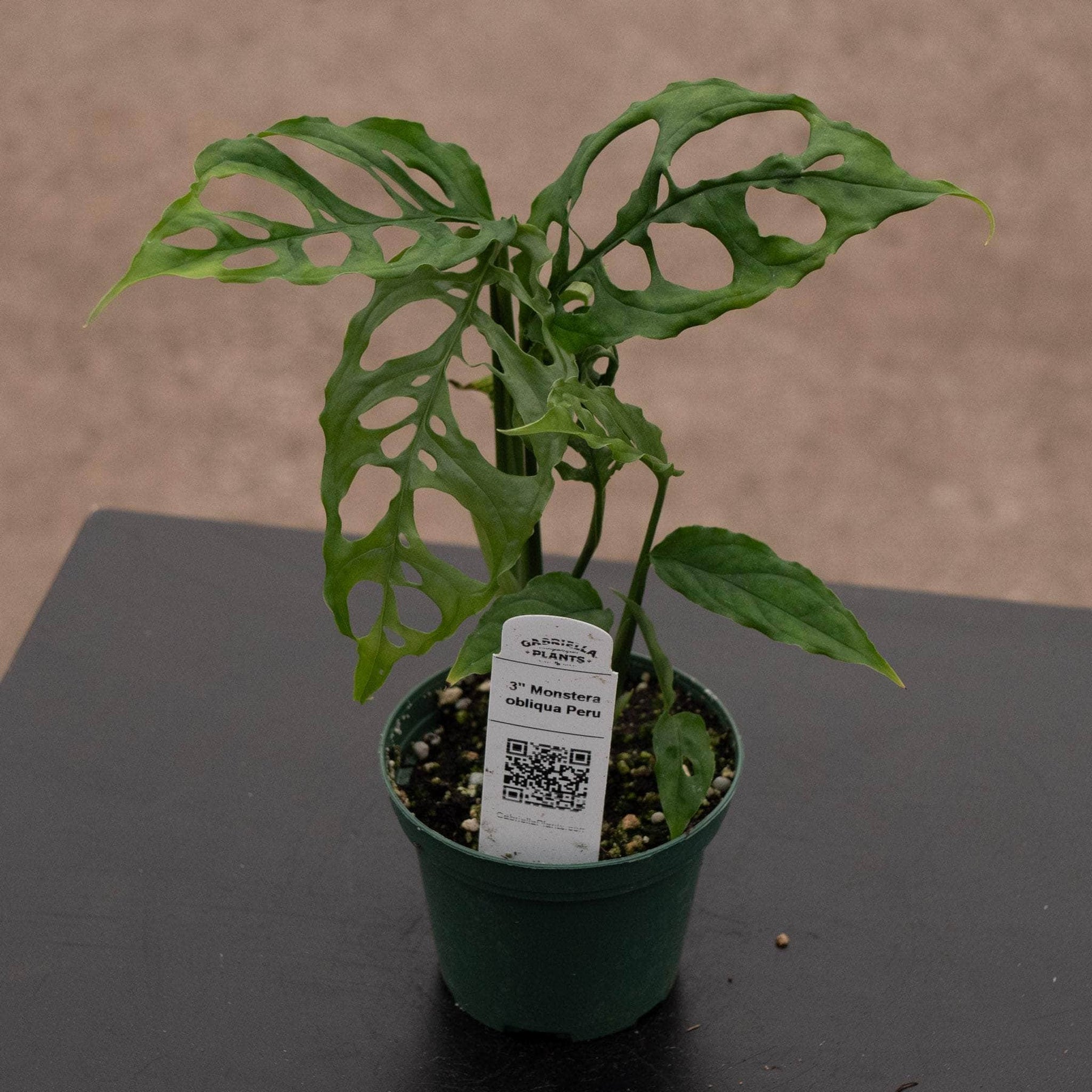 planta monstera obliqua Monstera obliqua Peru