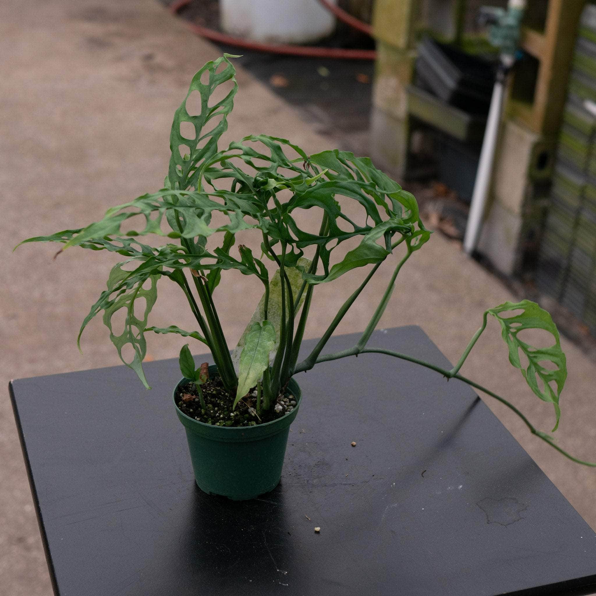 monstera obliqua plant for sale Monstera obliqua Peru