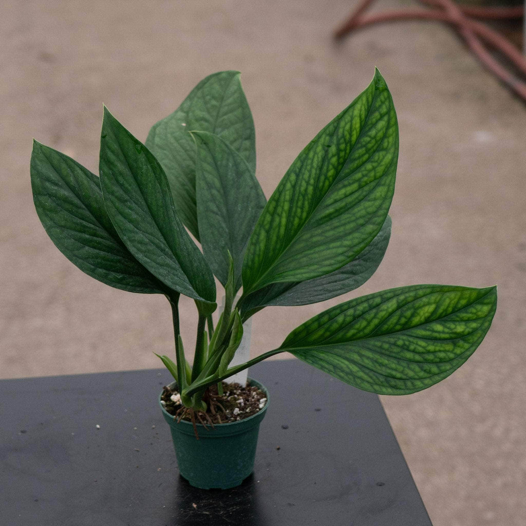 Gabriella Plants Monstera 3" Monstera pinnatipartita