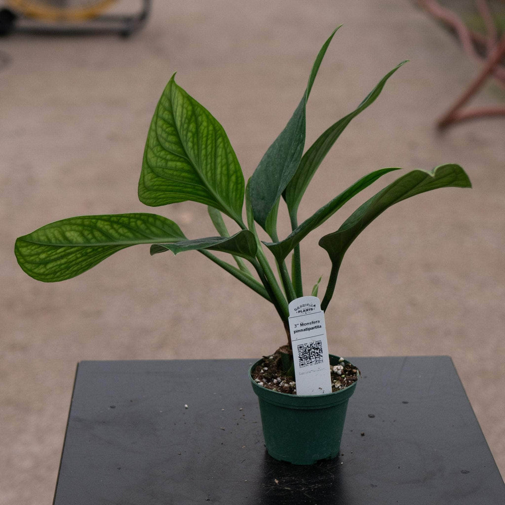 Gabriella Plants Monstera 3" Monstera pinnatipartita