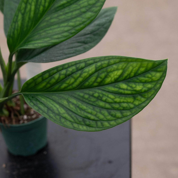 Gabriella Plants Monstera 3" Monstera pinnatipartita