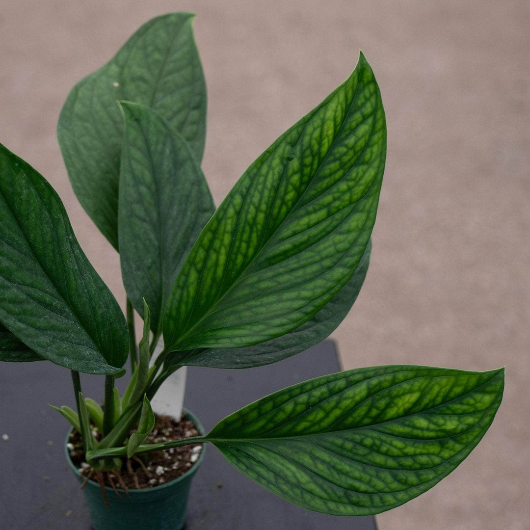 Gabriella Plants Monstera 3" Monstera pinnatipartita