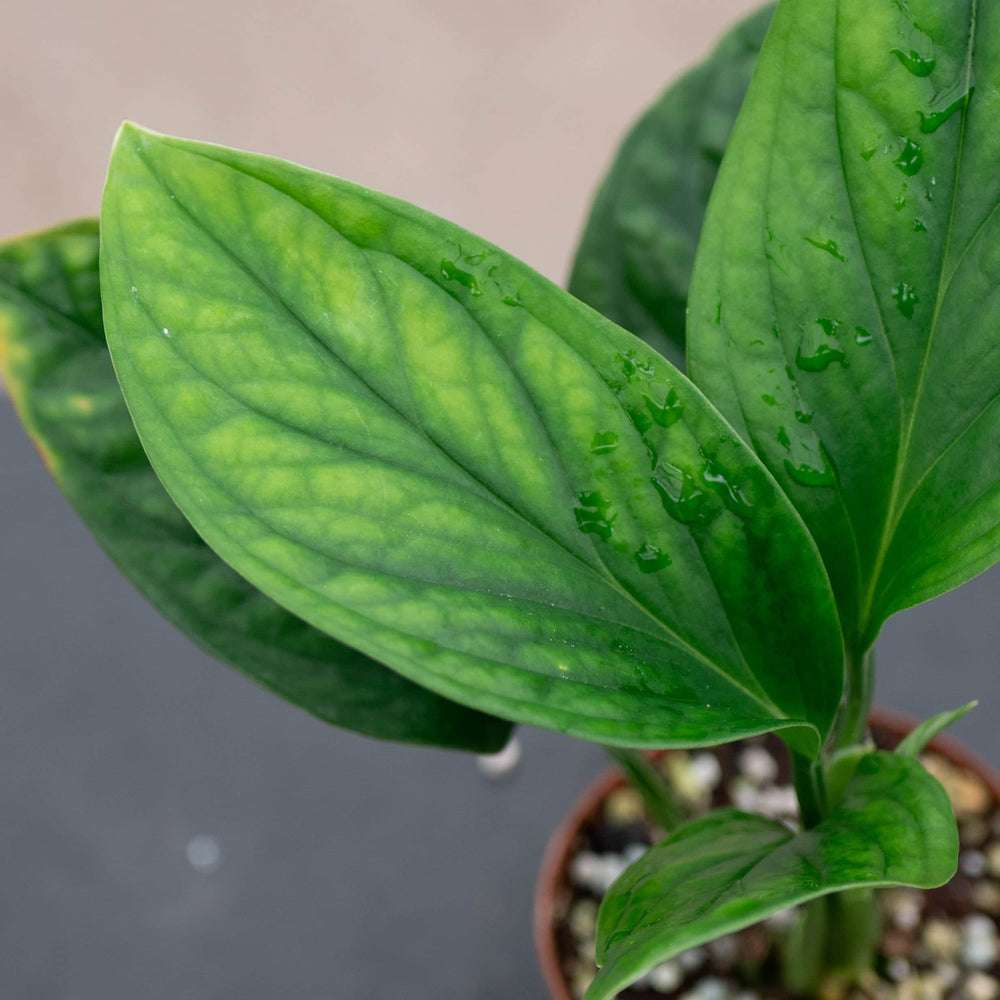 Gabriella Plants Monstera 3" Monstera pinnatipartita