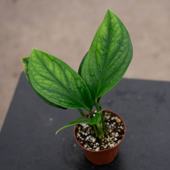 Gabriella Plants Monstera 3" Monstera pinnatipartita