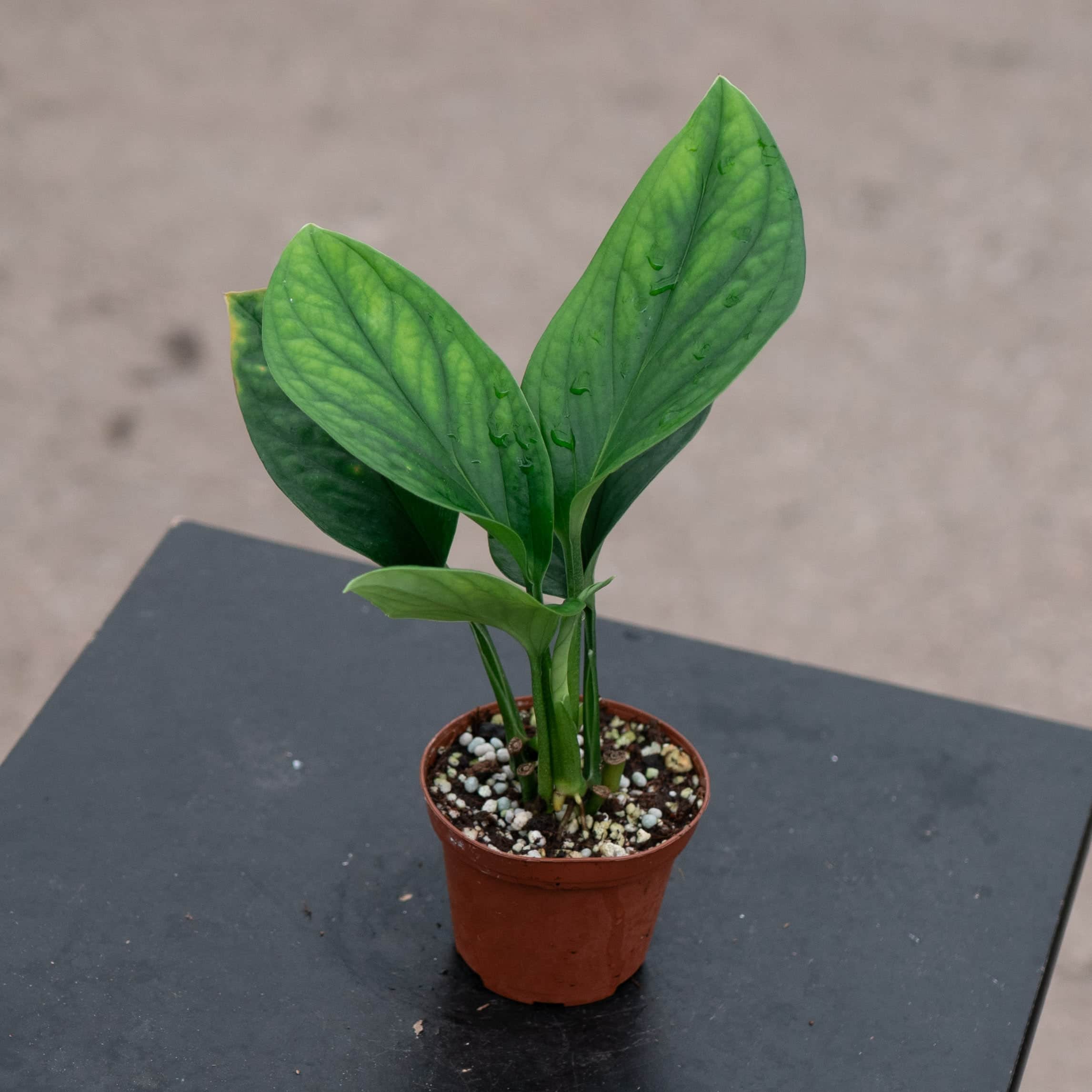 Monstera pinnatipartita - Gabriella Plants