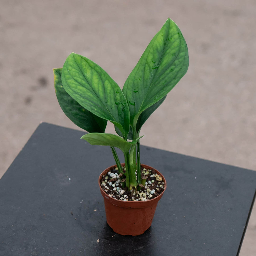 monstera pinnatipartita vs peru Monstera pinnatipartita