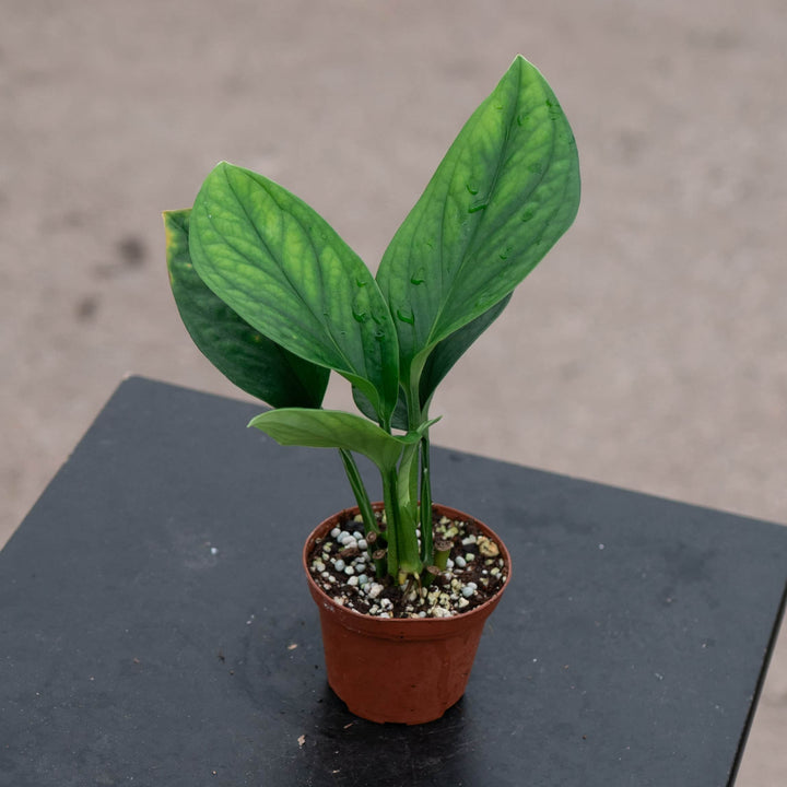 Gabriella Plants Monstera 3" Monstera pinnatipartita