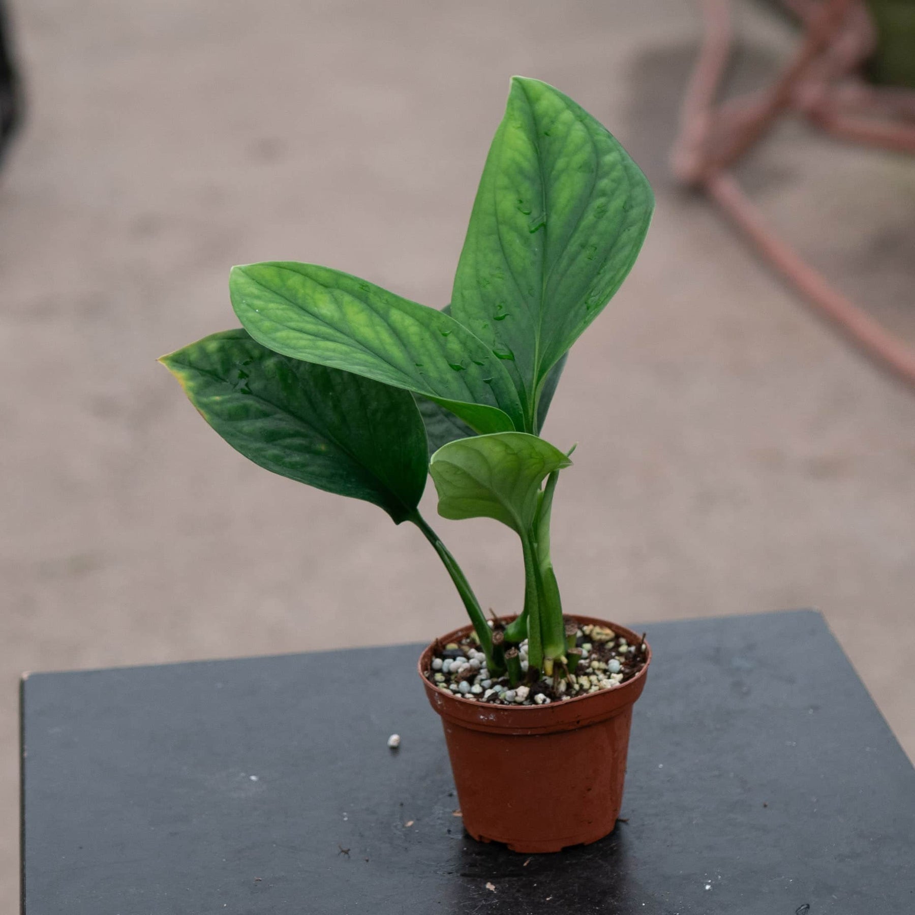 monstera pinnapartita Monstera pinnatipartita