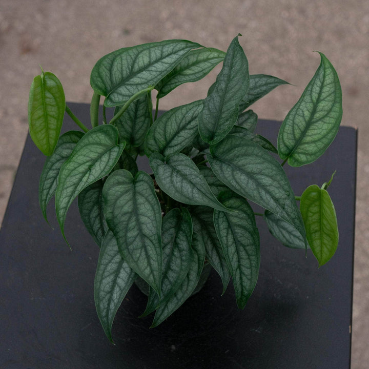 Gabriella Plants Monstera Monstera siltepecana