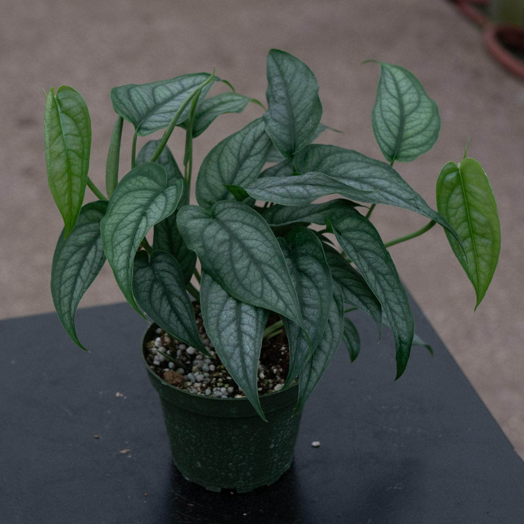 Gabriella Plants Monstera Monstera siltepecana