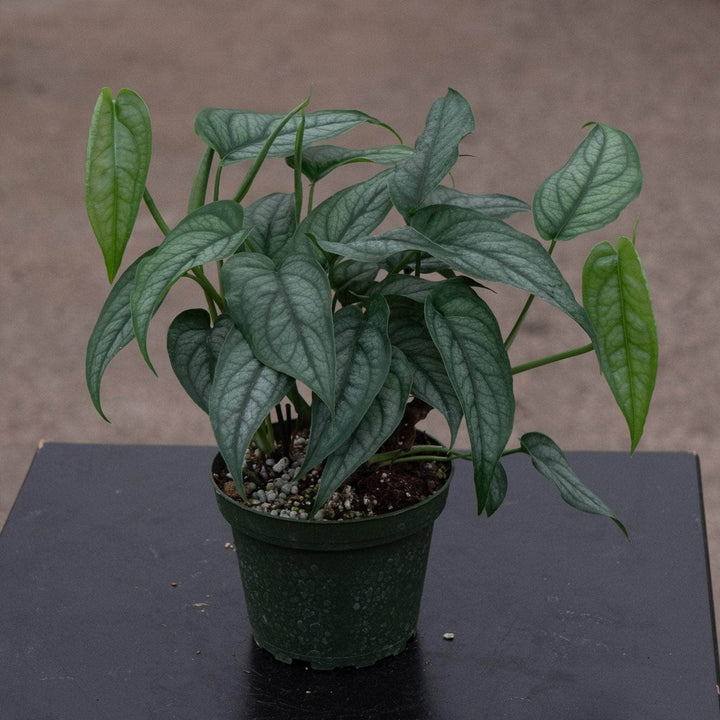 Gabriella Plants Monstera Monstera siltepecana