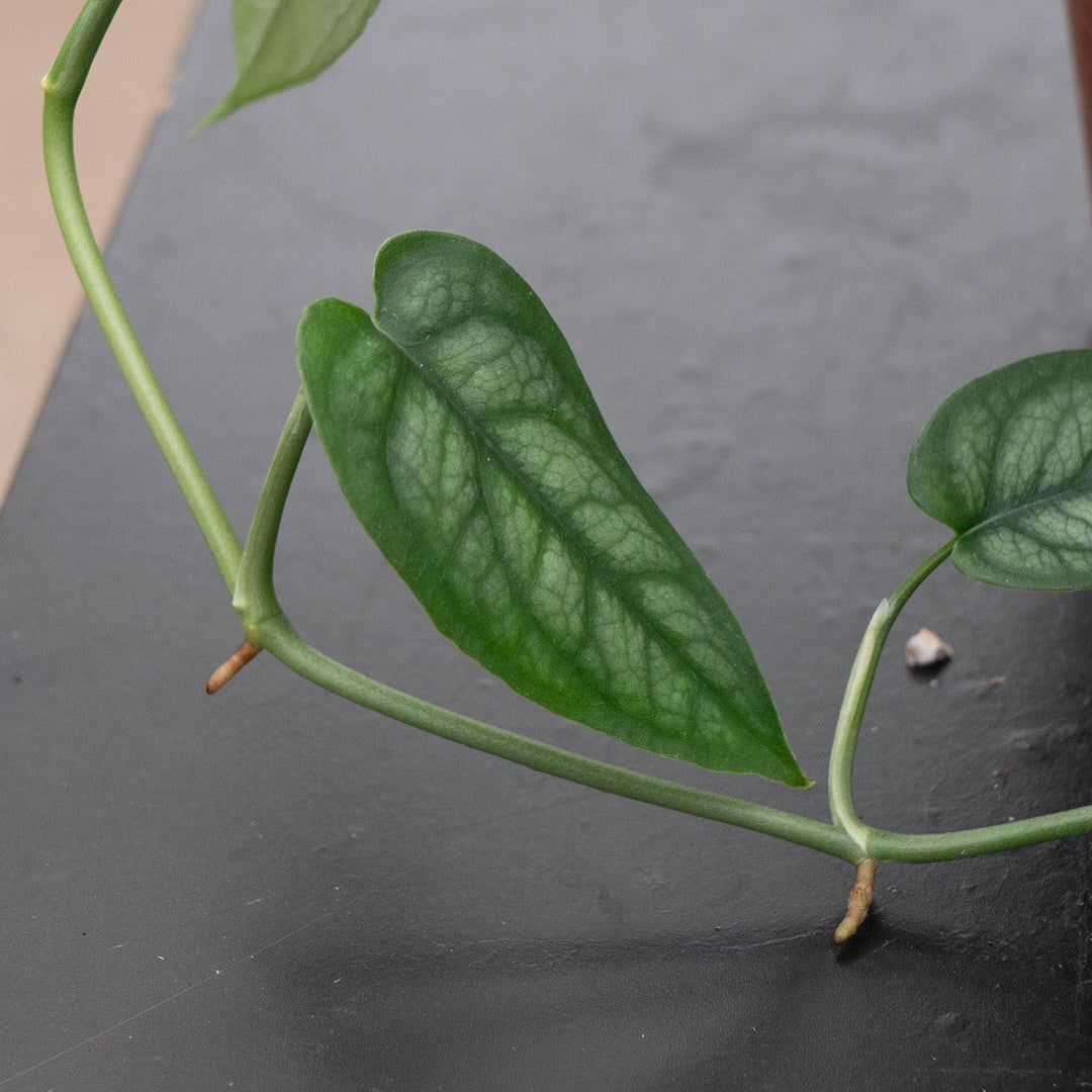 Gabriella Plants Monstera Monstera siltepecana