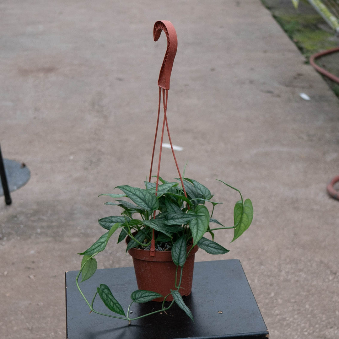 Gabriella Plants Monstera Monstera siltepecana