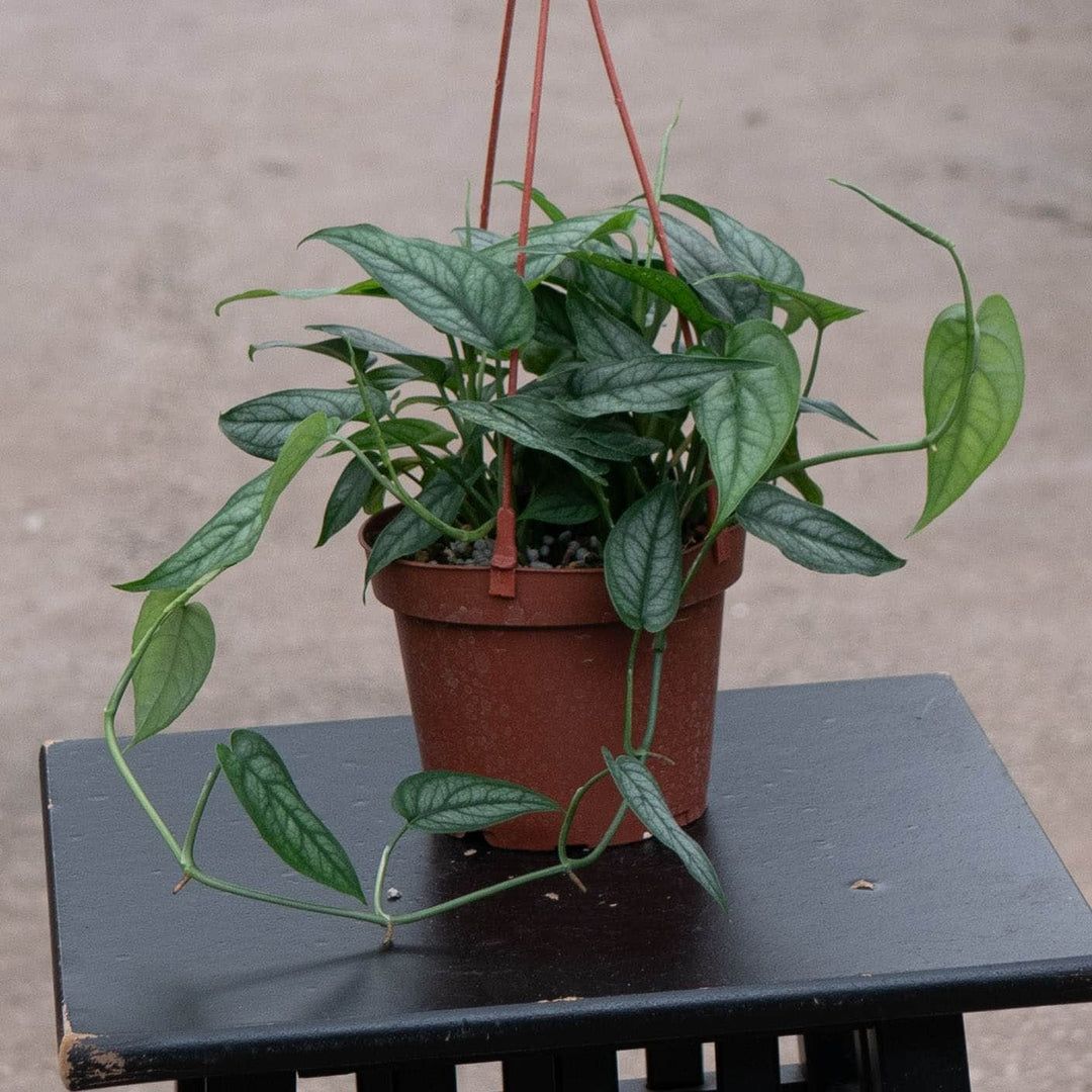 Gabriella Plants Monstera Monstera siltepecana