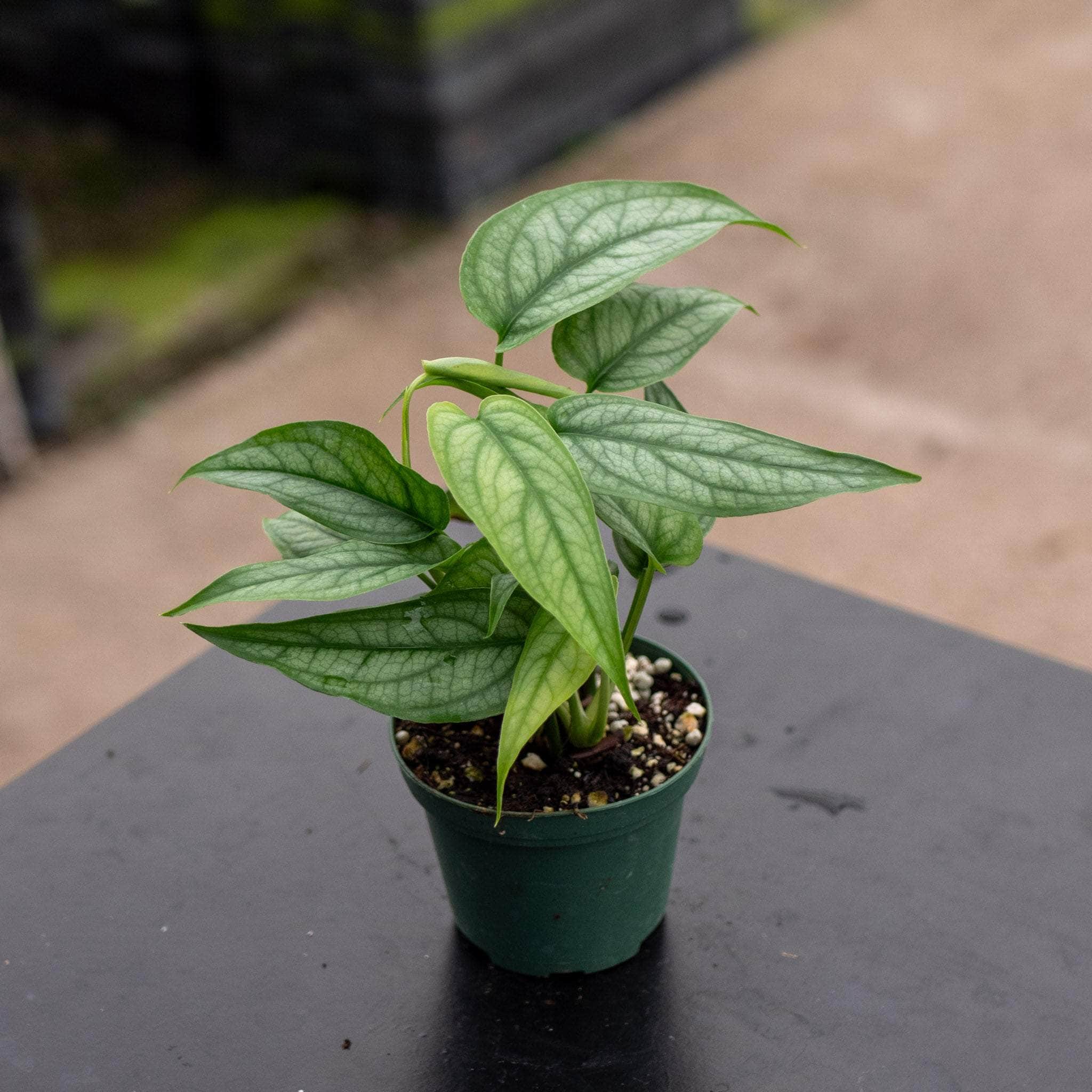 Monstera siltepecana