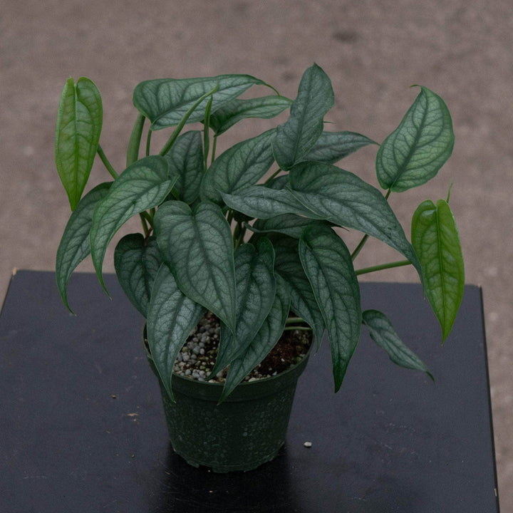 Gabriella Plants Monstera 4” Monstera siltepecana