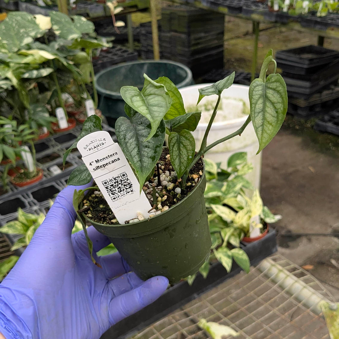 Gabriella Plants Monstera 4” Monstera siltepecana