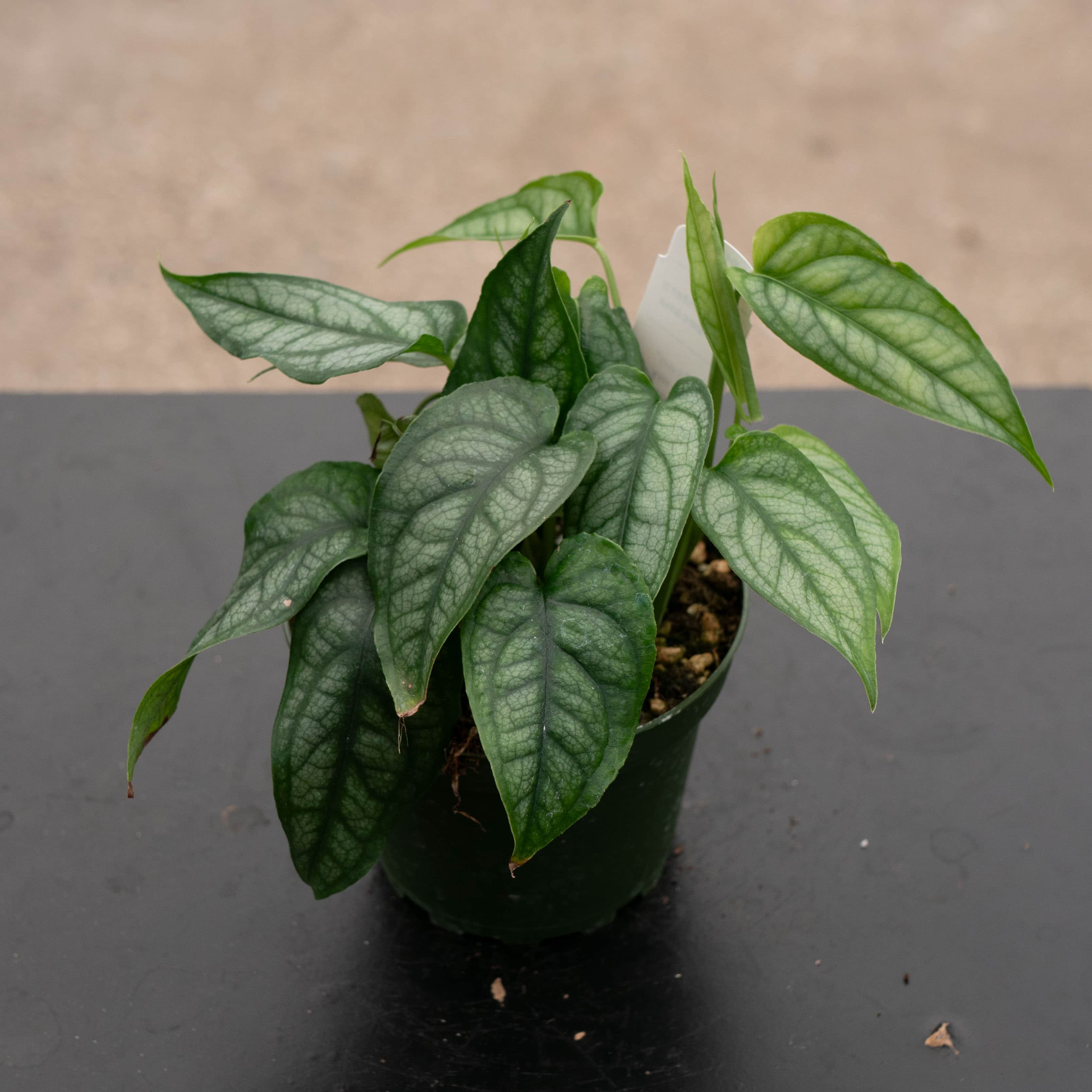 buy monstera Monstera siltepecana
