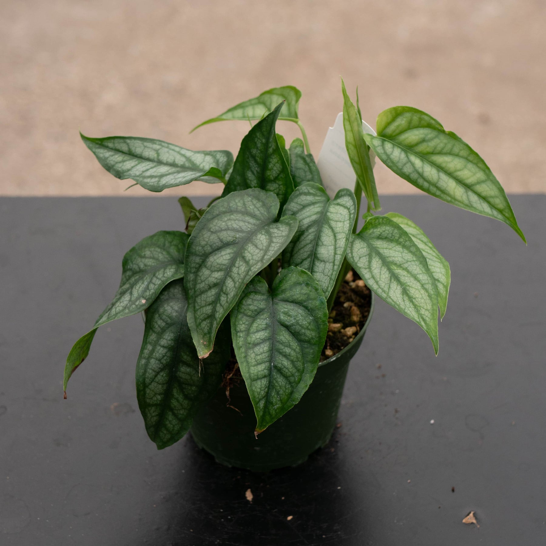 where to buy monstera Monstera siltepecana