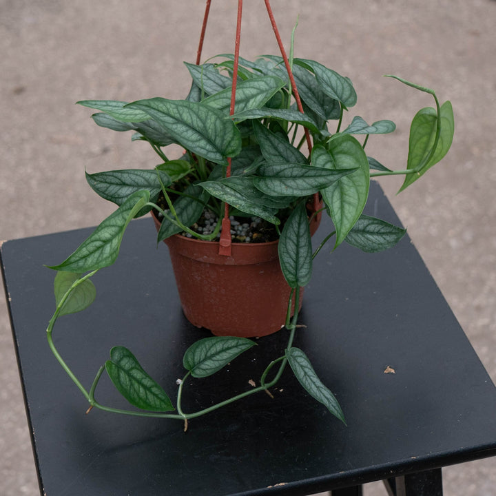 Gabriella Plants Monstera 5" Monstera siltepecana