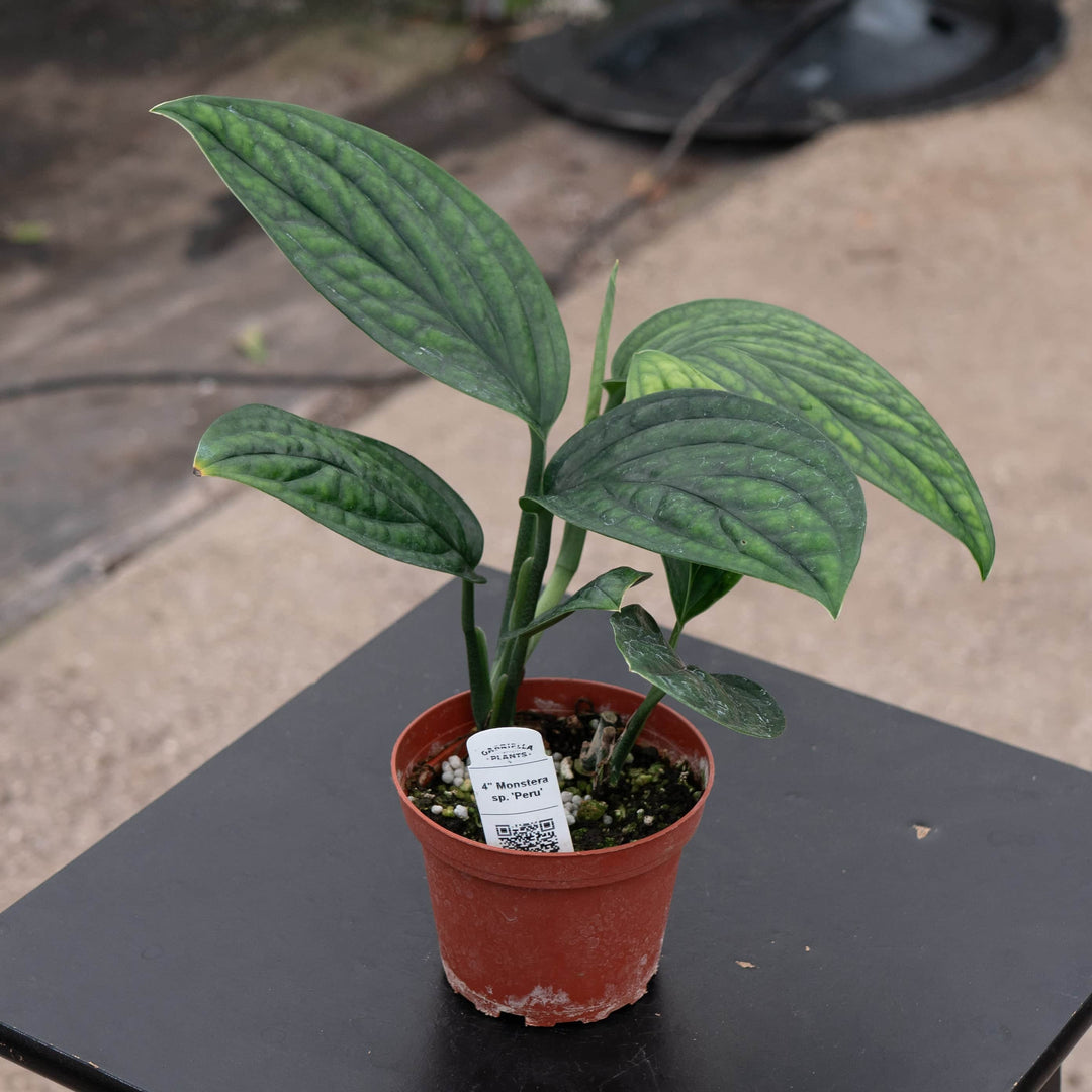 monstera peru price Monstera sp. 'Peru'