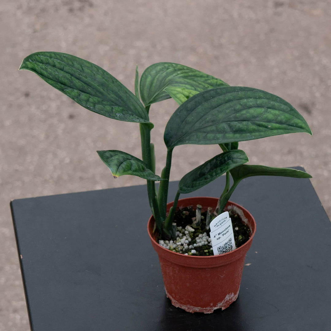 Gabriella Plants Monstera Monstera sp. 'Peru'