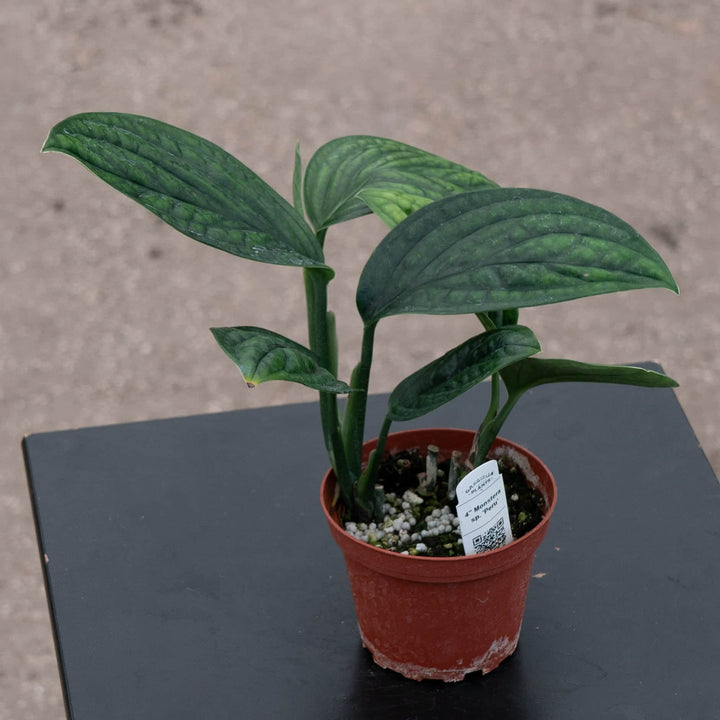 Gabriella Plants Monstera Monstera sp. 'Peru'