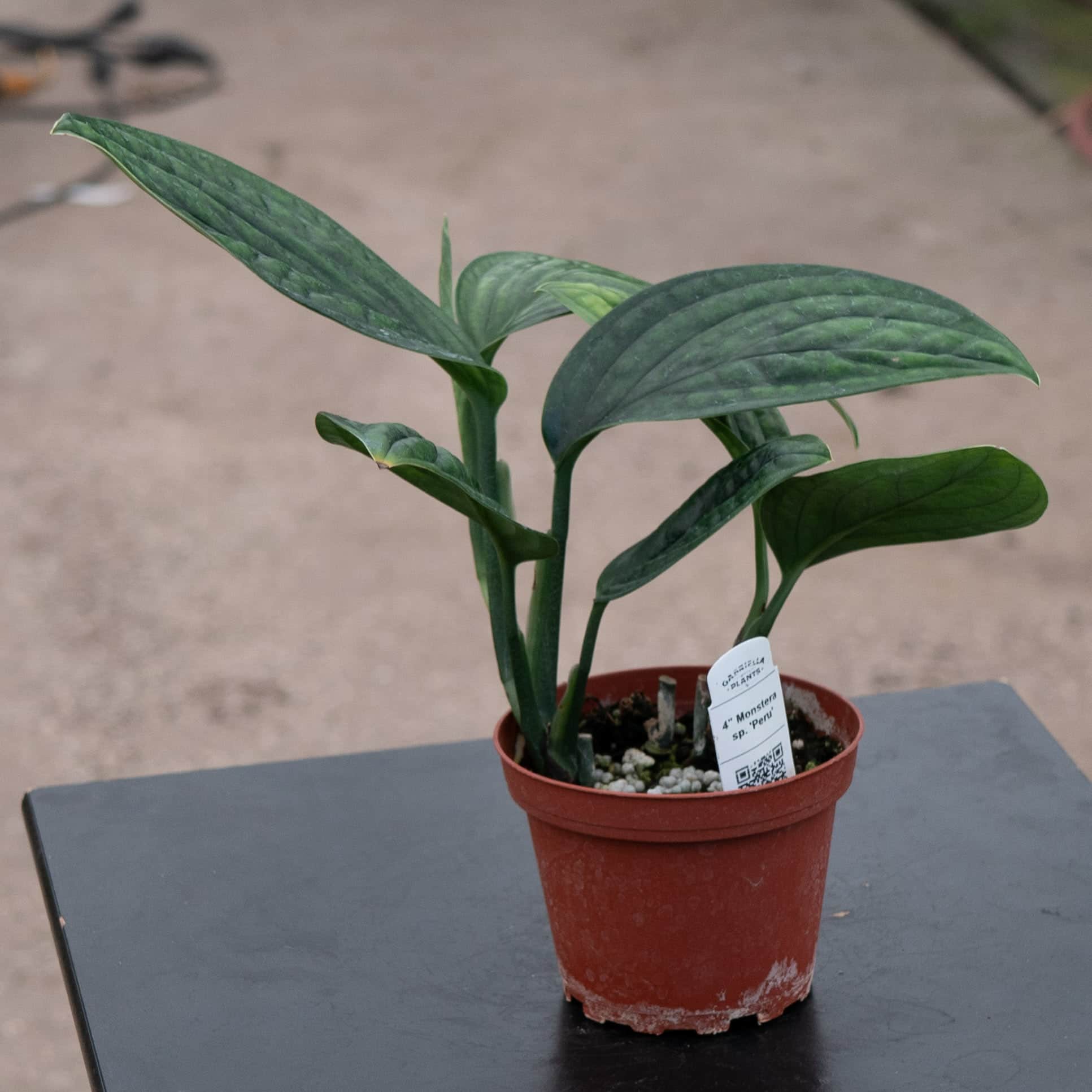 Monstera sp. 'Peru'