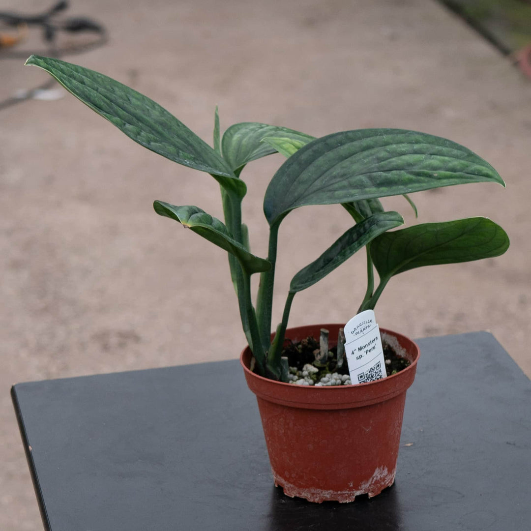 monstera adansonii peru Monstera sp. 'Peru'