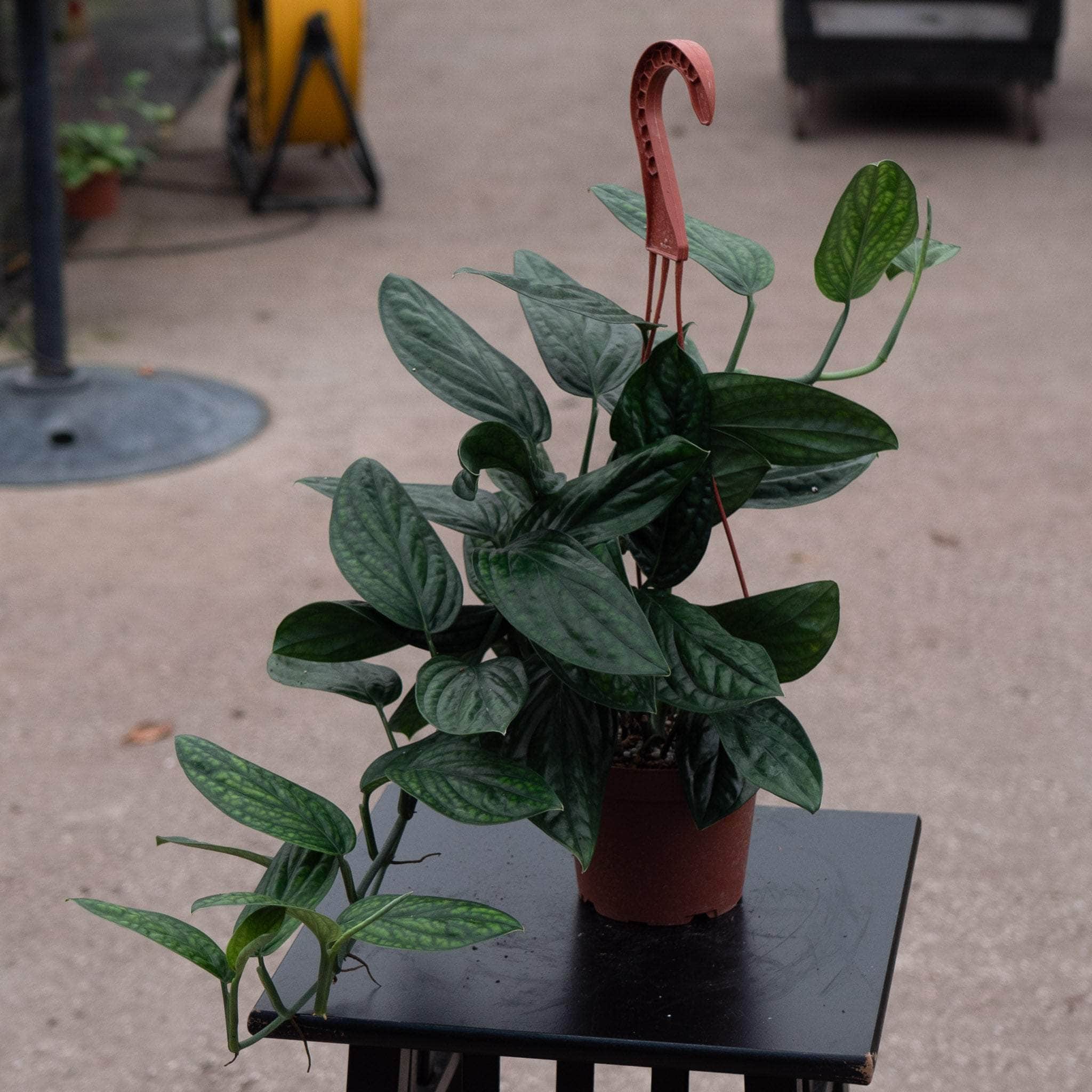 monstera peru plant Monstera sp. 'Peru'