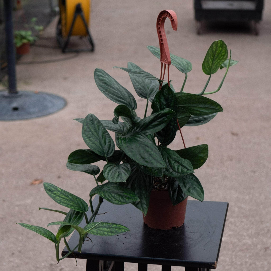 does monstera peru fenestrate Monstera sp. 'Peru'