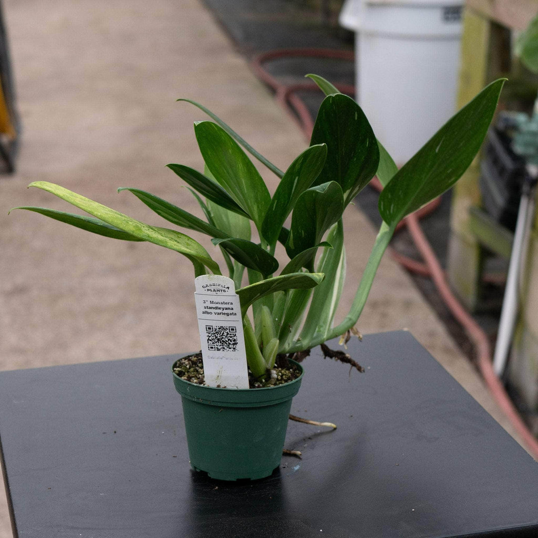 monstera standleyana albo price Monstera standleyana albo variegata
