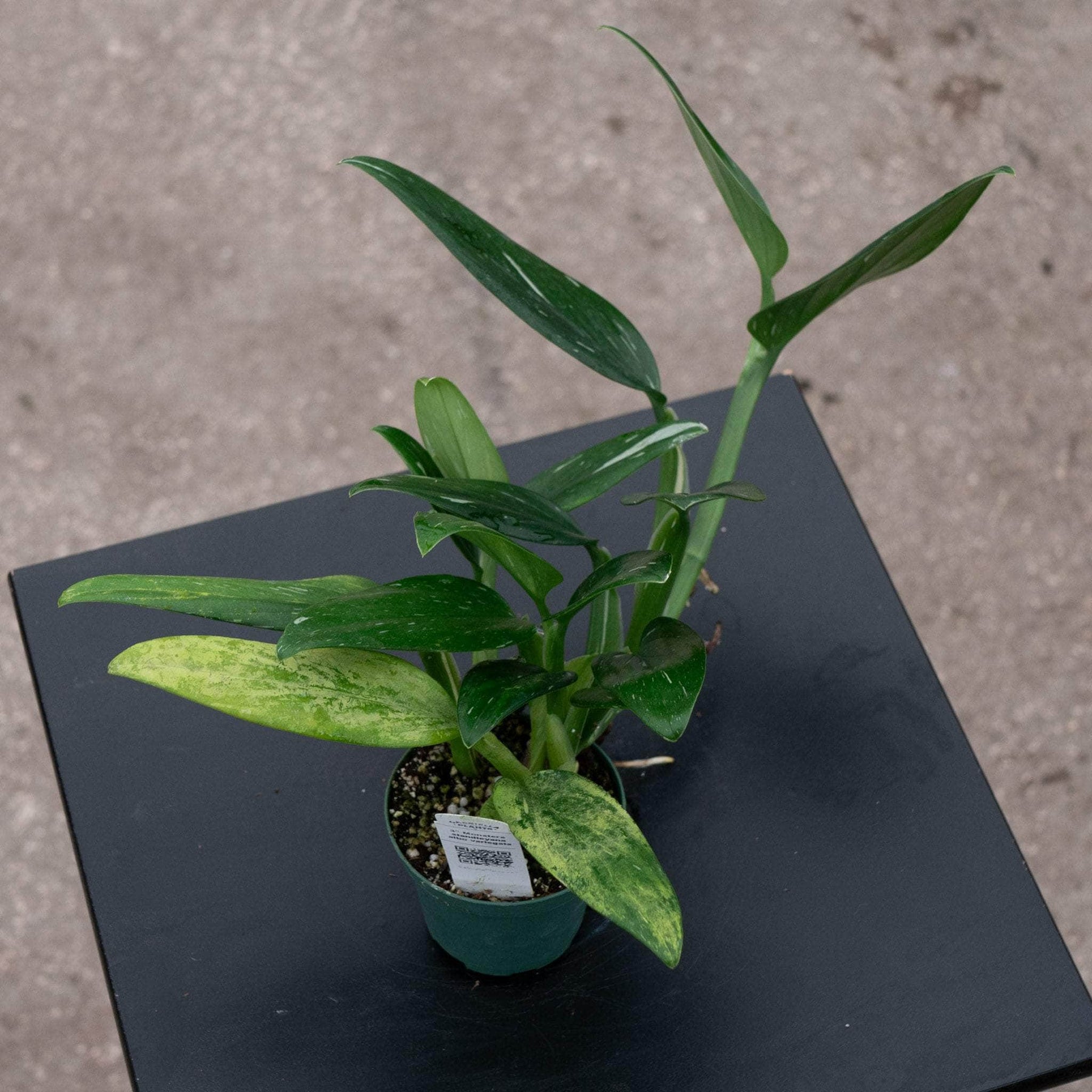 monstera standleyana plant Monstera standleyana albo variegata