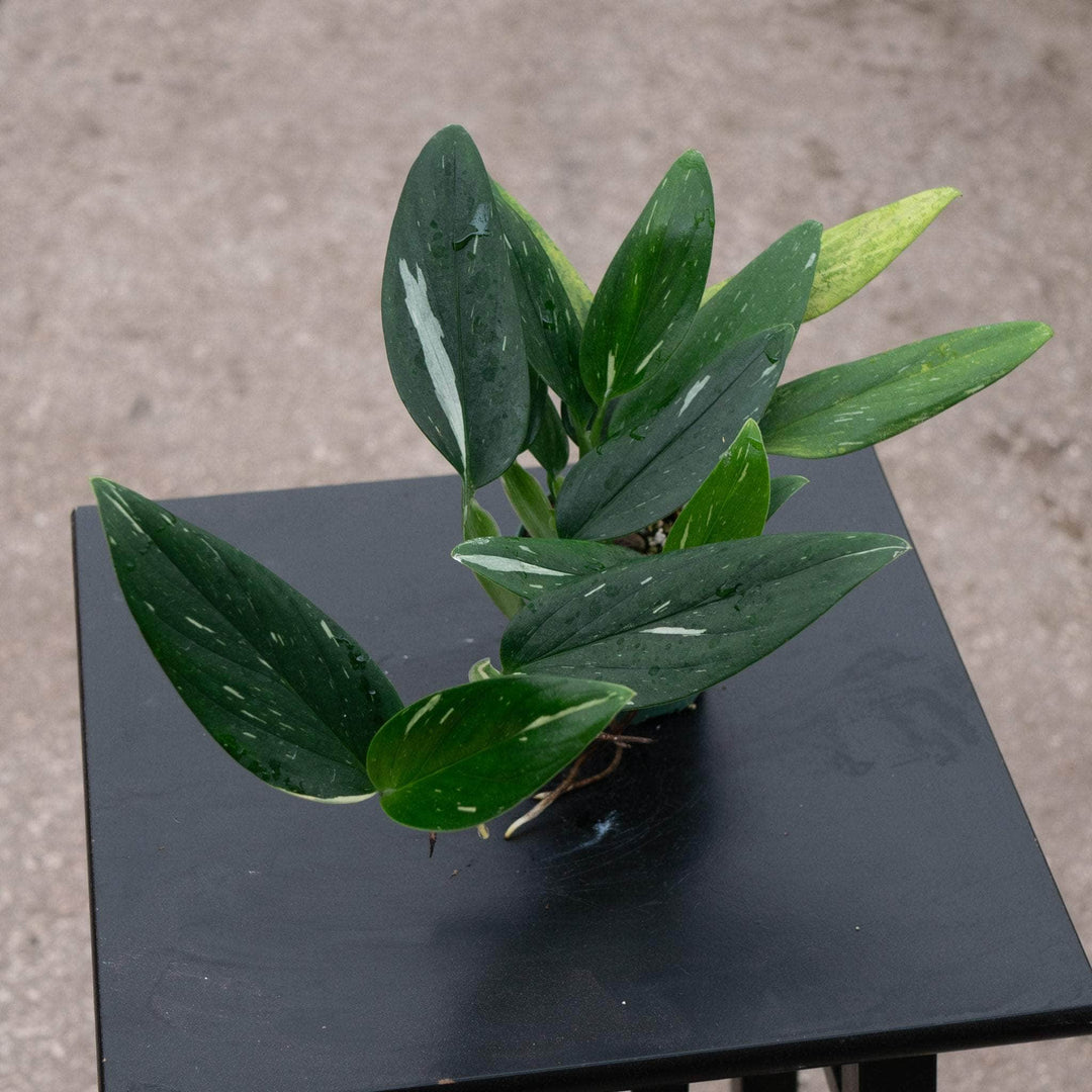 variegated monstera standleyana Monstera standleyana albo variegata