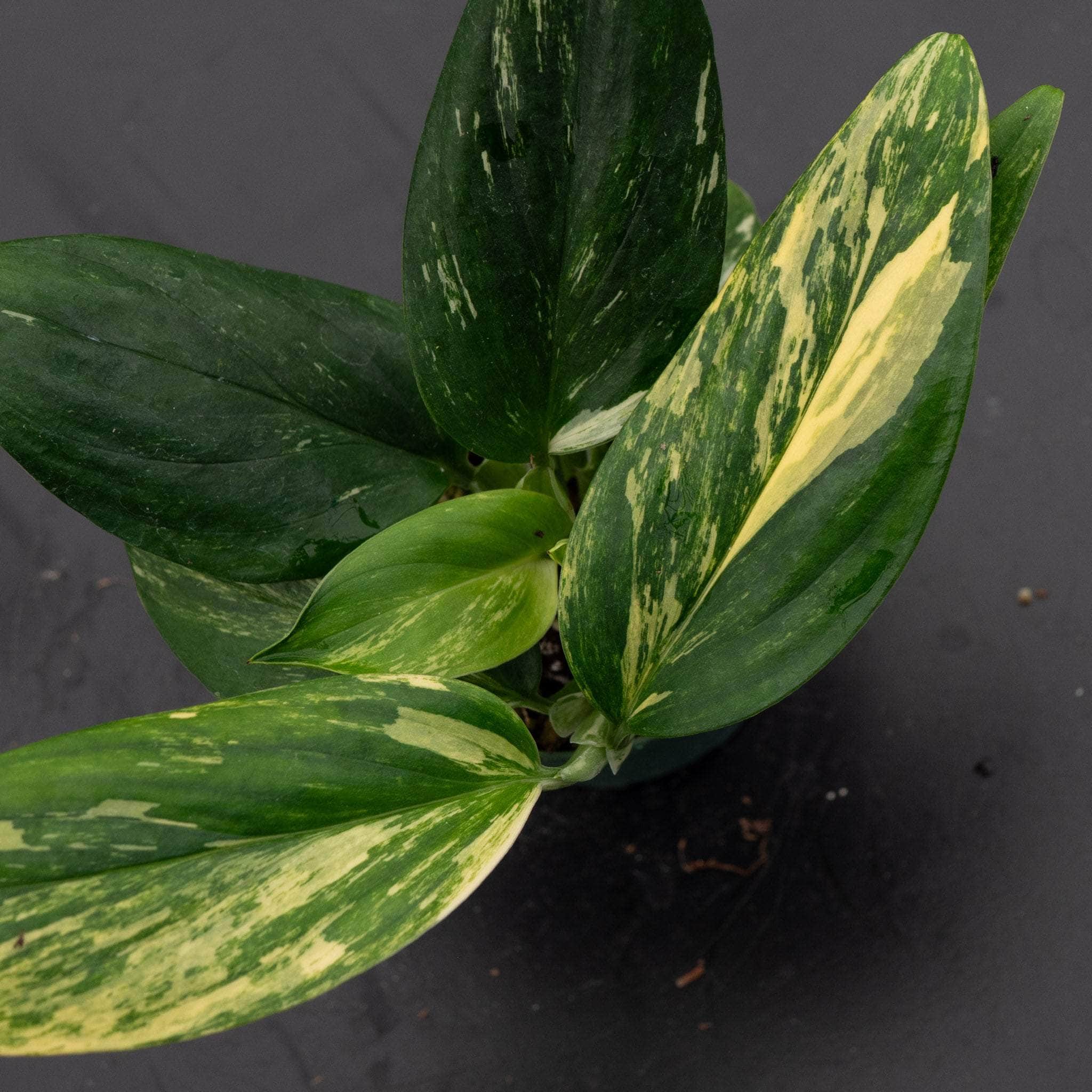 Monstera standleyana aurea variegata - Gabriella Plants