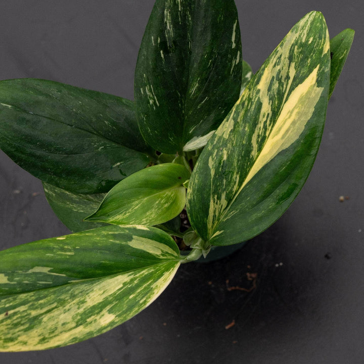 Gabriella Plants Monstera 3" Monstera standleyana aurea variegata